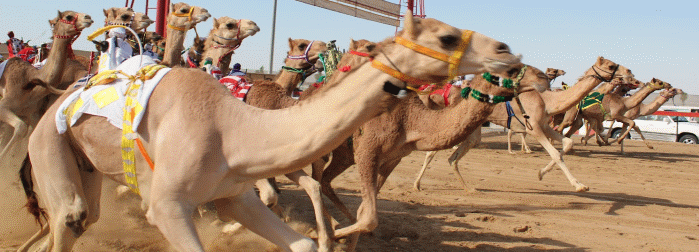 camel betting